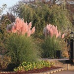 Γυνέριο Ροζ ή Κορταδέρια (Cortaderia selloana 'Rosea'-συν. Gynerium selloana 'Rosea') Φυτό - Πολυετή Αγρωστώδη Φυτά