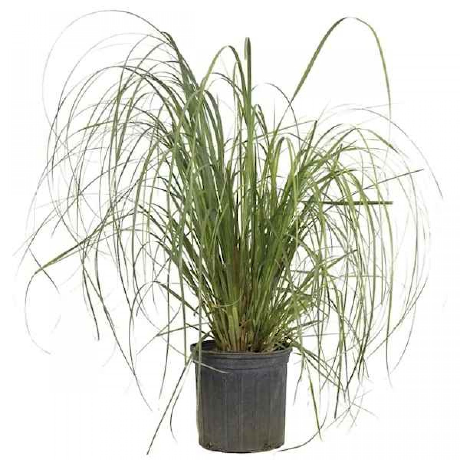 Γυνέριο ή Χόρτο Πάμπας (Cortaderia selloana-συν. Gynerium argenteum) Φυτό - Πολυετή Αγρωστώδη Φυτά