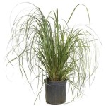 Γυνέριο ή Χόρτο Πάμπας (Cortaderia selloana-συν. Gynerium argenteum) Φυτό - Πολυετή Αγρωστώδη Φυτά
