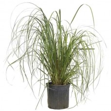 Γυνέριο ή Χόρτο Πάμπας (Cortaderia selloana-συν. Gynerium argenteum) Φυτό - Πολυετή Αγρωστώδη Φυτά