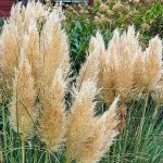 Γυνέριο ή Χόρτο Πάμπας (Cortaderia selloana-συν. Gynerium argenteum) Φυτό - Πολυετή Αγρωστώδη Φυτά