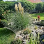 Γυνέριο ή Χόρτο Πάμπας (Cortaderia selloana-συν. Gynerium argenteum) Φυτό - Πολυετή Αγρωστώδη Φυτά