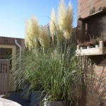 Γυνέριο ή Χόρτο Πάμπας (Cortaderia selloana-συν. Gynerium argenteum) Φυτό - Πολυετή Αγρωστώδη Φυτά