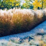 Γυνέριο ή Χόρτο Πάμπας (Cortaderia selloana-συν. Gynerium argenteum) Φυτό - Πολυετή Αγρωστώδη Φυτά