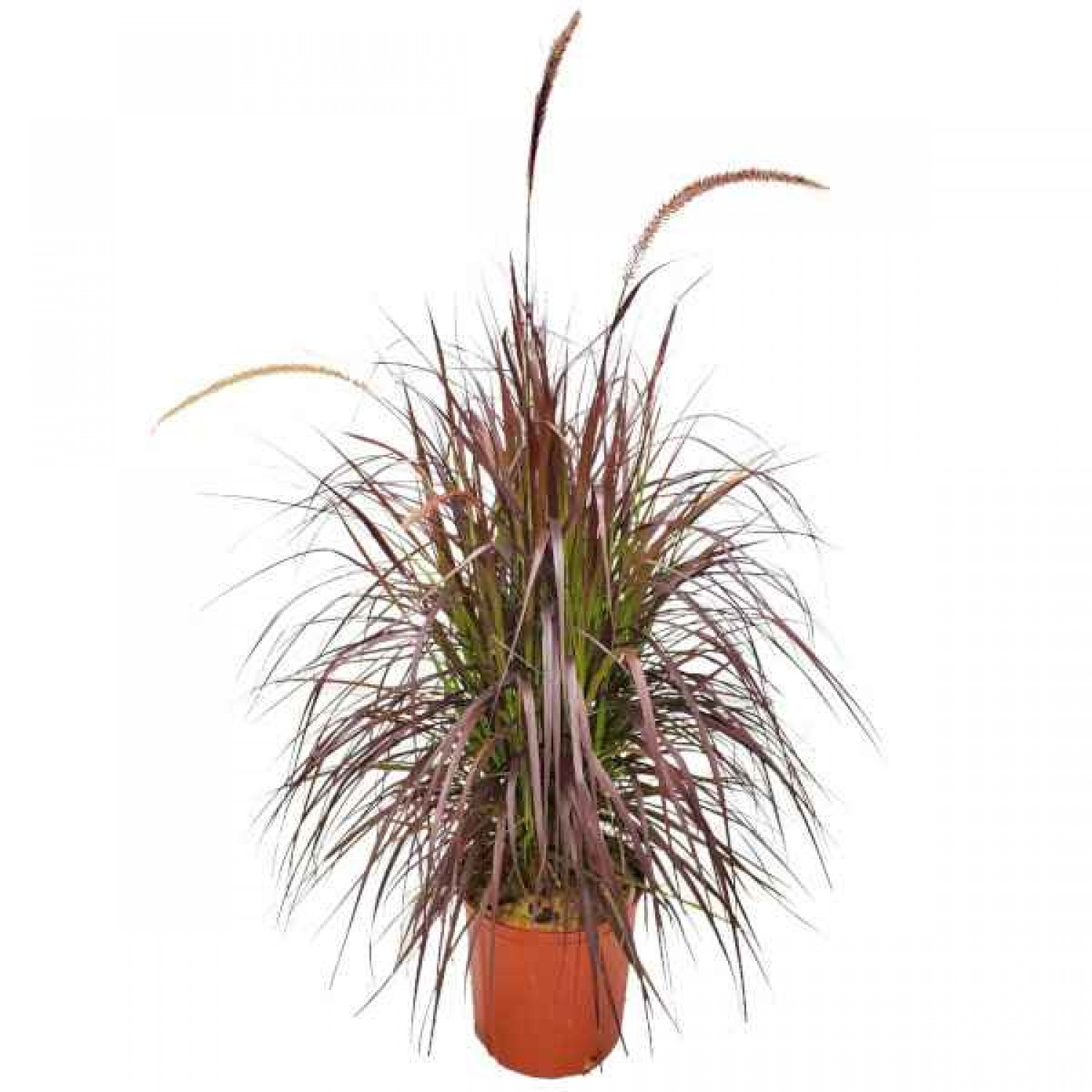 Πενισέτο Κόκκινο ή Πεννισέτουμ (Pennisetum setaceum 'Rubrum'-συν. Cenchrus setaceum 'Rubrum') Φυτό