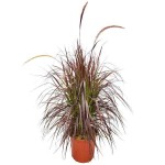 Πενισέτο Κόκκινο ή Πεννισέτουμ (Pennisetum setaceum 'Rubrum'-συν. Cenchrus setaceum 'Rubrum') Φυτό