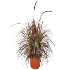 Πενισέτο Κόκκινο ή Πεννισέτουμ (Pennisetum setaceum 'Rubrum'-συν. Cenchrus setaceum 'Rubrum') Φυτό