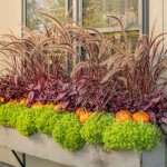 Πενισέτο Κόκκινο ή Πεννισέτουμ (Pennisetum setaceum 'Rubrum'-συν. Cenchrus setaceum 'Rubrum') Φυτό