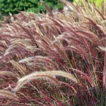 Πενισέτο Κόκκινο ή Πεννισέτουμ (Pennisetum setaceum 'Rubrum'-συν. Cenchrus setaceum 'Rubrum') Φυτό