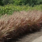Πενισέτο Κόκκινο ή Πεννισέτουμ (Pennisetum setaceum 'Rubrum'-συν. Cenchrus setaceum 'Rubrum') Φυτό