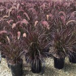 Πενισέτο Κόκκινο ή Πεννισέτουμ (Pennisetum setaceum 'Rubrum'-συν. Cenchrus setaceum 'Rubrum') Φυτό