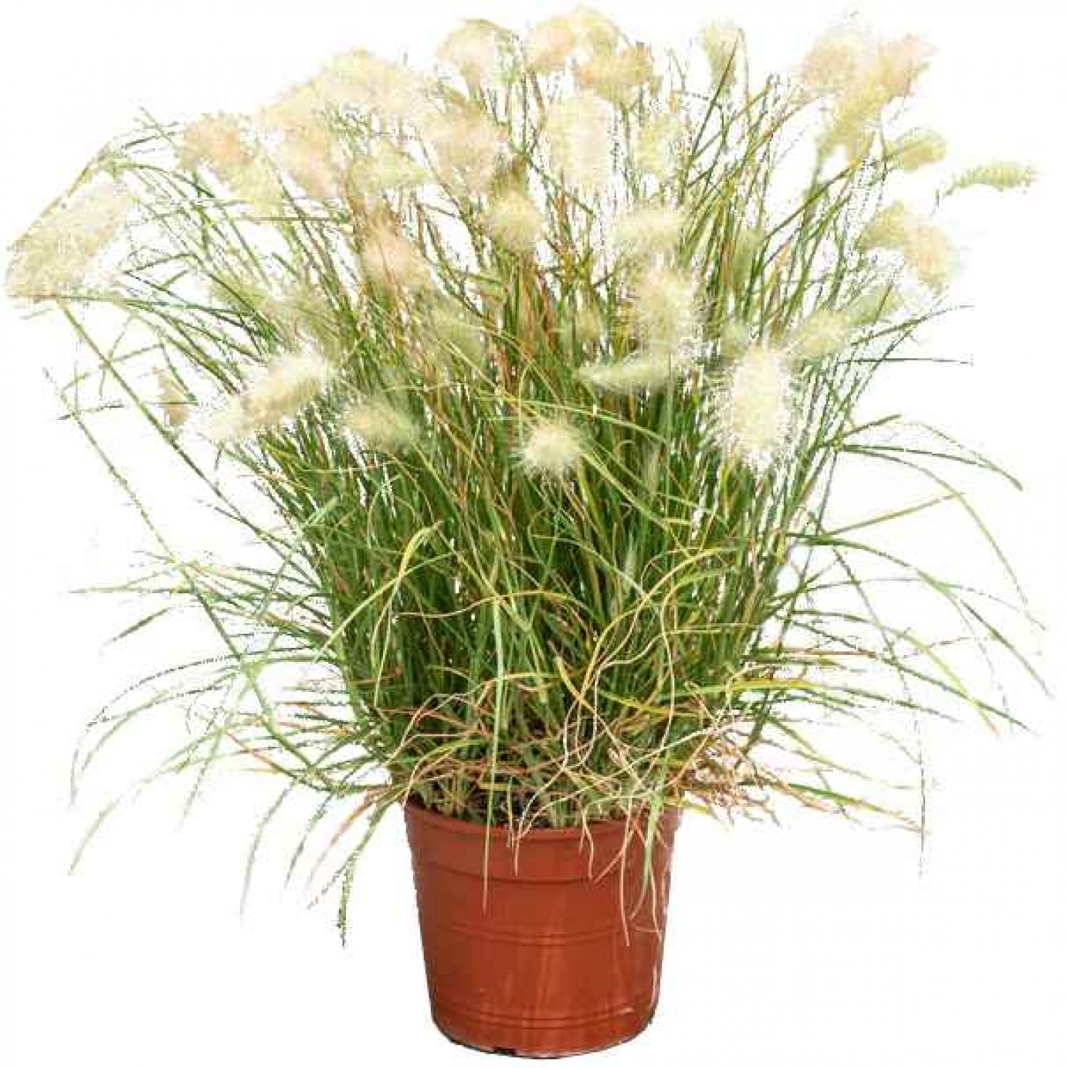 Feather Grass (Pennisetum villosum-syn. Cenchrus longisetus) Plant - Grass-like Plants
