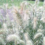 Feather Grass (Pennisetum villosum-syn. Cenchrus longisetus) Plant - Grass-like Plants