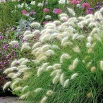 Feather Grass (Pennisetum villosum-syn. Cenchrus longisetus) Plant - Grass-like Plants