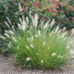 Feather Grass (Pennisetum villosum-syn. Cenchrus longisetus) Plant - Grass-like Plants