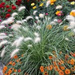 Feather Grass (Pennisetum villosum-syn. Cenchrus longisetus) Plant - Grass-like Plants