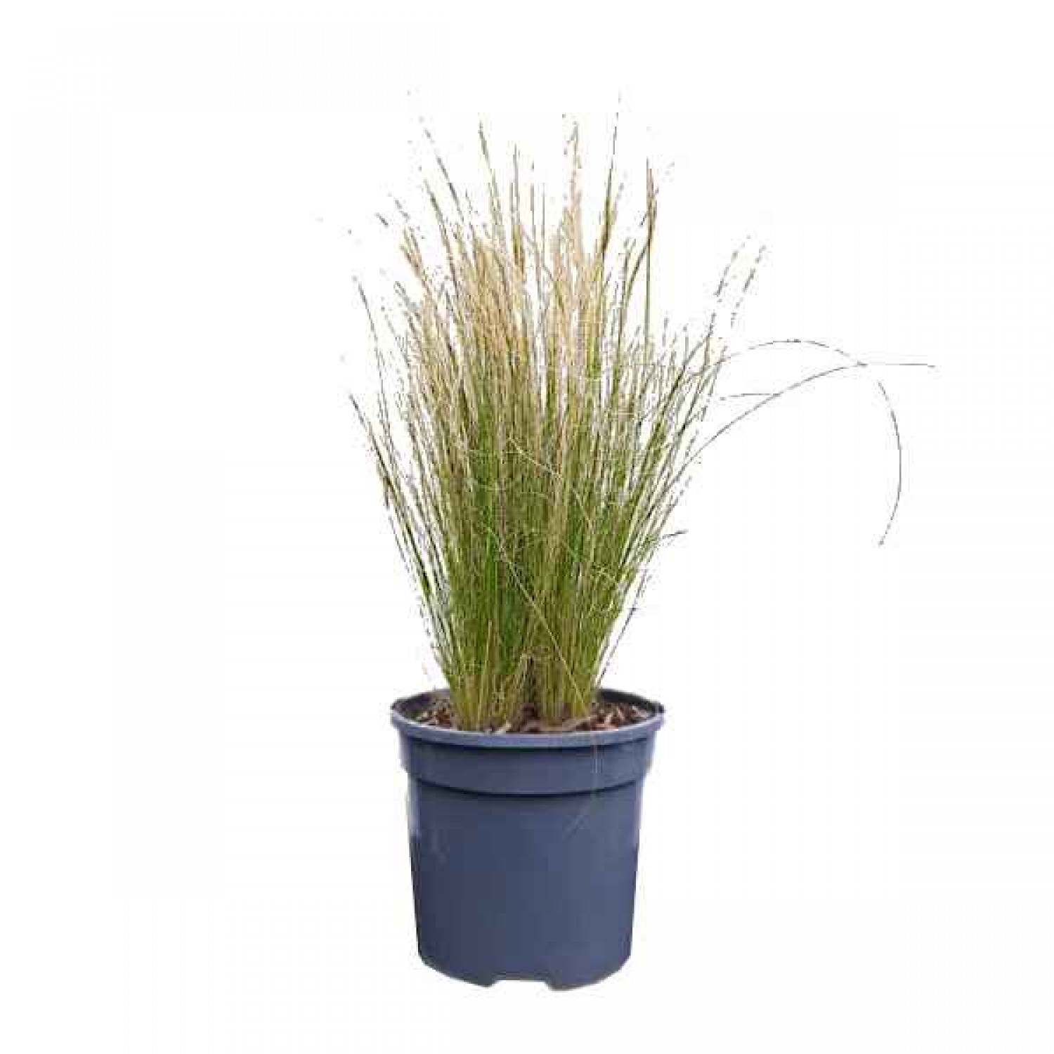 Στίπα (Stipa tenuissima-συν. Nassella tenuissima) Φυτό