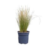 Στίπα (Stipa tenuissima-συν. Nassella tenuissima) Φυτό