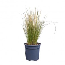 Στίπα (Stipa tenuissima-συν. Nassella tenuissima) Φυτό