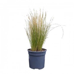 Στίπα (Stipa tenuissima-συν. Nassella tenuissima) Φυτό