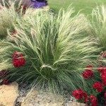 Στίπα (Stipa tenuissima-συν. Nassella tenuissima) Φυτό