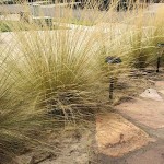 Στίπα (Stipa tenuissima-συν. Nassella tenuissima) Φυτό