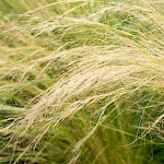 Στίπα (Stipa tenuissima-συν. Nassella tenuissima) Φυτό