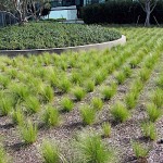 Στίπα (Stipa tenuissima-συν. Nassella tenuissima) Φυτό
