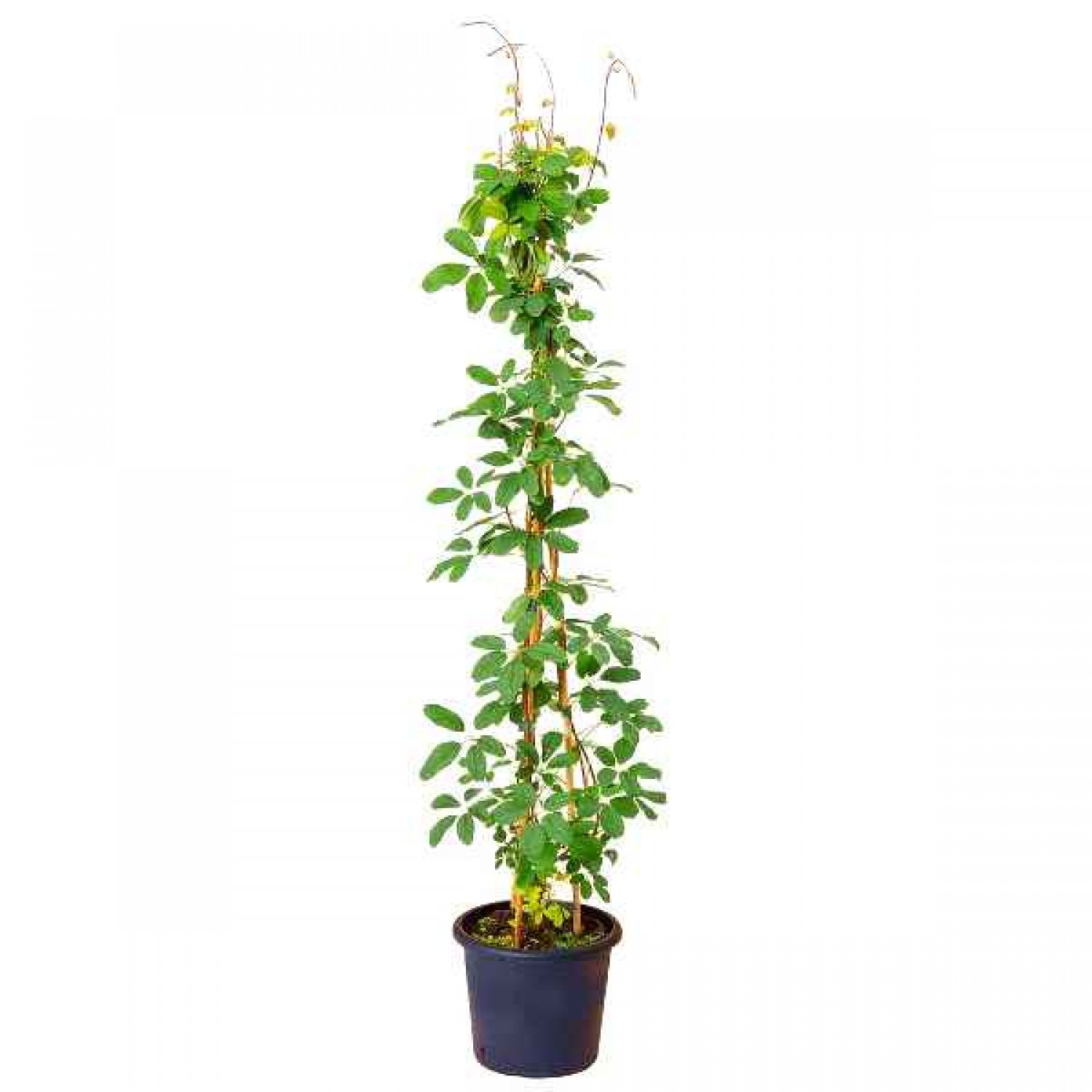 Five-Leaf Akebia (Akebia quinata) Climber Plant Five-Leaf Akebia (Akebia quinata) Climber Plant - Climbers & Vines