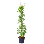 Five-Leaf Akebia (Akebia quinata) Climber Plant Five-Leaf Akebia (Akebia quinata) Climber Plant - Climbers & Vines