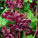 Five-Leaf Akebia (Akebia quinata) Climber Plant Five-Leaf Akebia (Akebia quinata) Climber Plant - Climbers & Vines