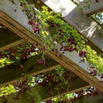 Five-Leaf Akebia (Akebia quinata) Climber Plant Five-Leaf Akebia (Akebia quinata) Climber Plant - Climbers & Vines