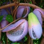 Five-Leaf Akebia (Akebia quinata) Climber Plant Five-Leaf Akebia (Akebia quinata) Climber Plant - Climbers & Vines