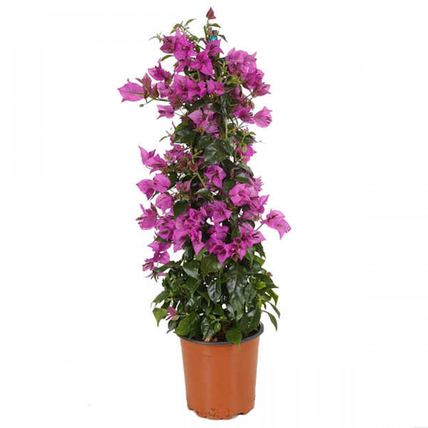 Μπουκαμβίλια (Βουκαμβίλια λεία - Bougainvillea glabra) Αναρριχώμενο Μπουκαμβίλια (Βουκαμβίλια λεία - Bougainvillea glabra)