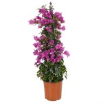 Μπουκαμβίλια (Βουκαμβίλια λεία - Bougainvillea glabra) Αναρριχώμενο Μπουκαμβίλια (Βουκαμβίλια λεία - Bougainvillea glabra)