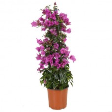 Μπουκαμβίλια (Βουκαμβίλια λεία - Bougainvillea glabra)