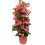 Μπουκαμβίλια (Βουκαμβίλια λεία - Bougainvillea glabra) Αναρριχώμενο Μπουκαμβίλια (Βουκαμβίλια λεία - Bougainvillea glabra)