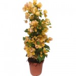 Μπουκαμβίλια (Βουκαμβίλια λεία - Bougainvillea glabra) Αναρριχώμενο Μπουκαμβίλια (Βουκαμβίλια λεία - Bougainvillea glabra)