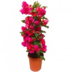 Μπουκαμβίλια (Βουκαμβίλια λεία - Bougainvillea glabra) Αναρριχώμενο Μπουκαμβίλια (Βουκαμβίλια λεία - Bougainvillea glabra)