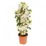 Μπουκαμβίλια (Βουκαμβίλια λεία - Bougainvillea glabra) Αναρριχώμενο Μπουκαμβίλια (Βουκαμβίλια λεία - Bougainvillea glabra)