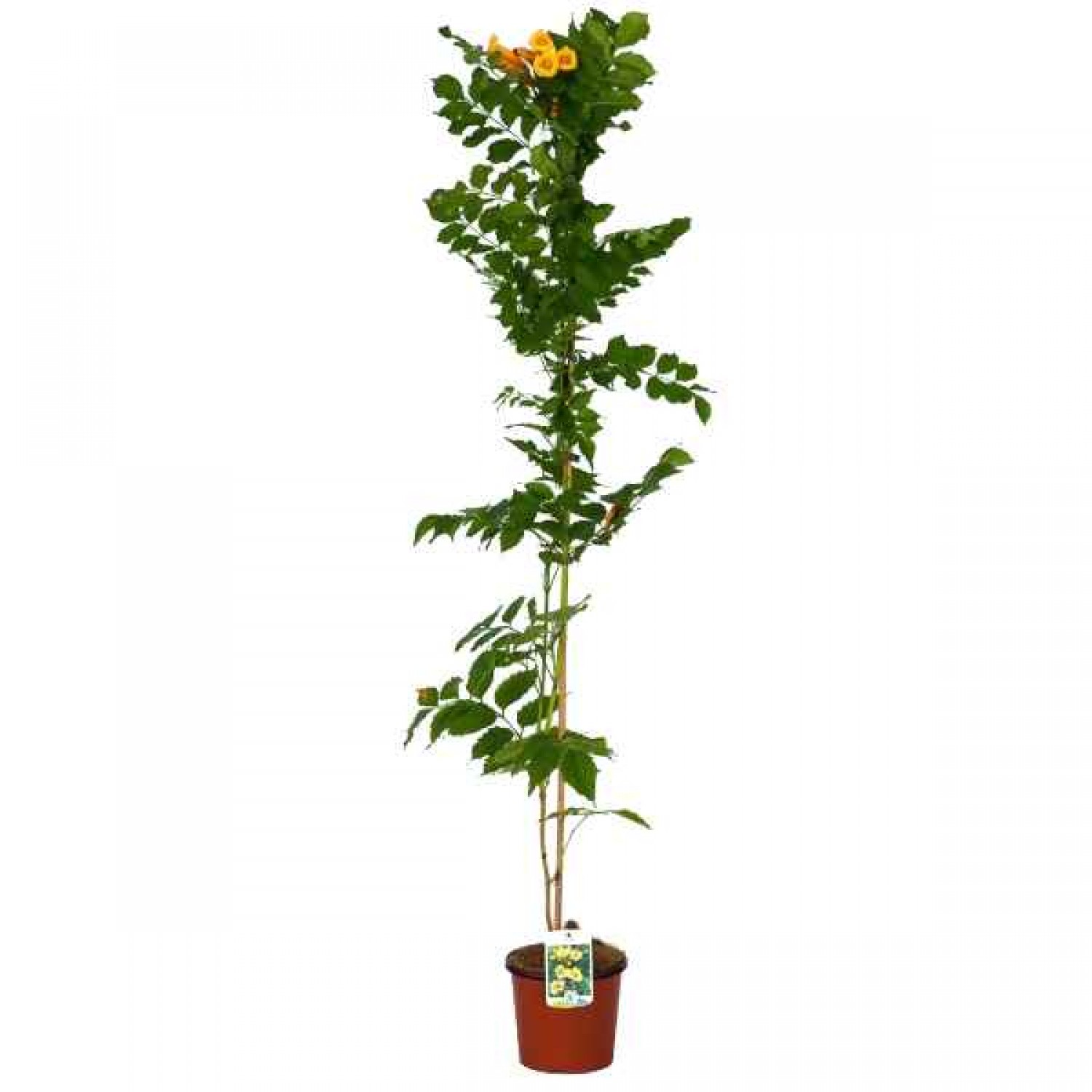 Yellow Trumpet Vine (Campsis radicans 'Flava'-syn. Bignonia radicans 'Flava') Vine Plant - Climber Flowering Plants