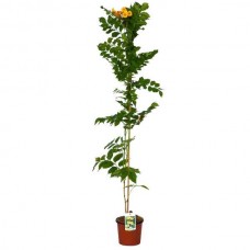 Yellow Trumpet Vine (Campsis radicans 'Flava'-syn. Bignonia radicans 'Flava') Vine Plant - Climber Flowering Plants