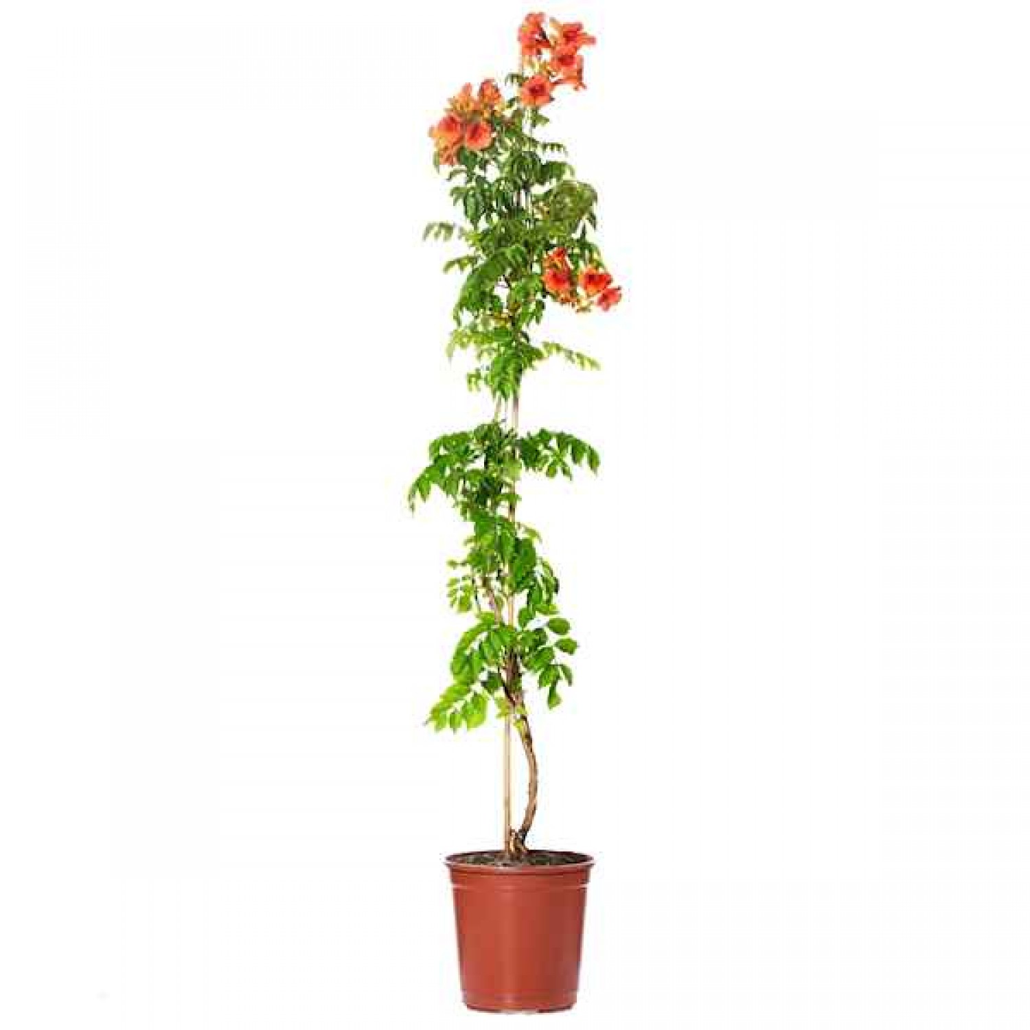 Chinese Trumpet Vine (Campsis grandiflora-syn. Bignonia grandiflora) Vine Plant - Climber Flowering Plants