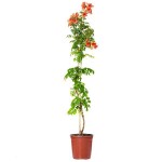 Chinese Trumpet Vine (Campsis grandiflora-syn. Bignonia grandiflora) Vine Plant - Climber Flowering Plants