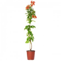 Chinese Trumpet Vine (Campsis grandiflora-syn. Bignonia grandiflora) Vine Plant - Climber Flowering Plants