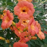 Chinese Trumpet Vine (Campsis grandiflora-syn. Bignonia grandiflora) Vine Plant - Climber Flowering Plants