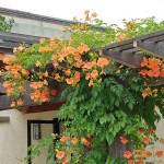 Chinese Trumpet Vine (Campsis grandiflora-syn. Bignonia grandiflora) Vine Plant - Climber Flowering Plants