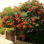 Chinese Trumpet Vine (Campsis grandiflora-syn. Bignonia grandiflora) Vine Plant - Climber Flowering Plants