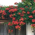 Chinese Trumpet Vine (Campsis grandiflora-syn. Bignonia grandiflora) Vine Plant - Climber Flowering Plants