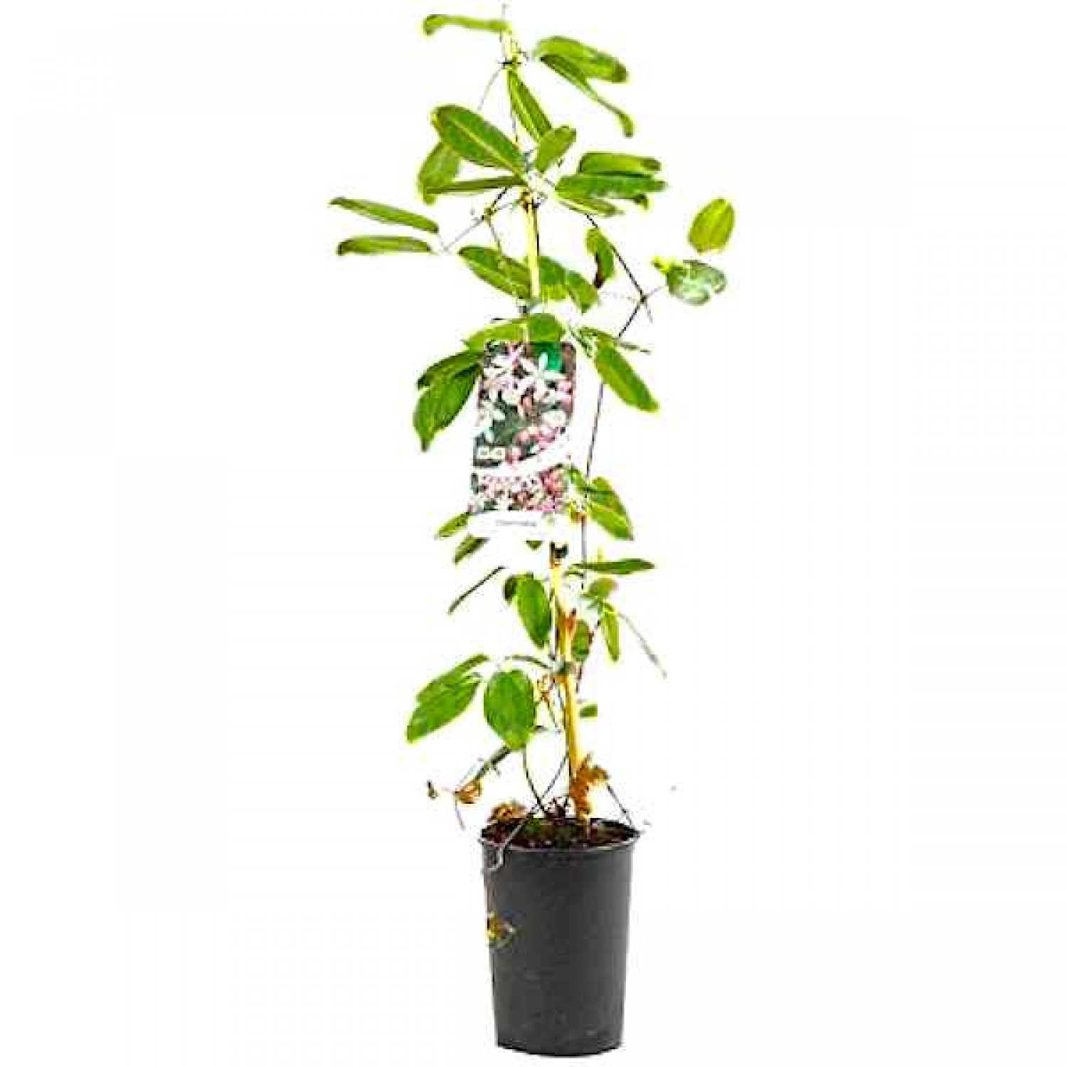 Armand Clematis (Clematis armandii) Vine Plant - Flowering Climber Plants